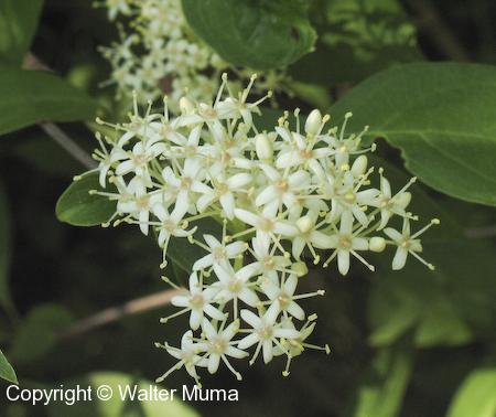 Gray Dogwood (Cornus racemosa) flowers