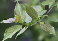 Dogwood, Gray (Cornus racemosa)