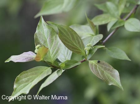 Gray Dogwood (Cornus racemosa) leaves