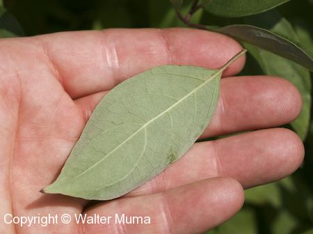 Gray Dogwood (Cornus racemosa) leaf