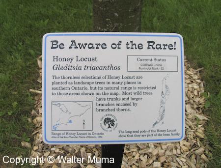 Honey Locust (Gleditsia triacanthos)