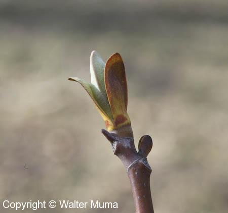 Tulip Tree (Liriodendron tulipifera)