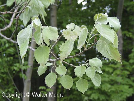 Large-toothed Aspen (Populus grandidentata) leaves