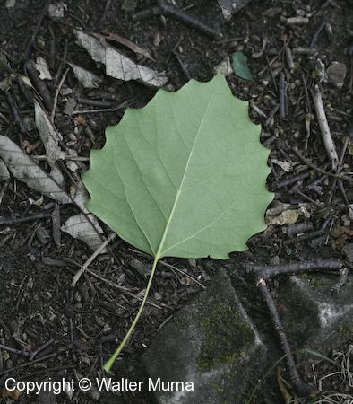Large-toothed Aspen (Populus grandidentata) leaf