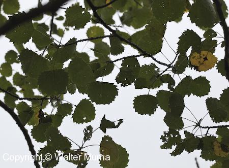 Large-toothed Aspen (Populus grandidentata) leaves