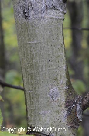 Large-toothed Aspen (Populus grandidentata) trunk