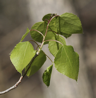 Aspen, Trembling (Populus tremuloides)