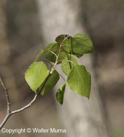 Trembling Aspen (Populus tremuloides) leaves