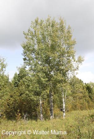 Trembling Aspen (Populus tremuloides) trees