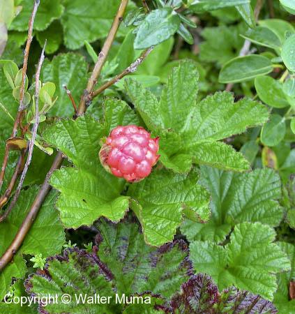 Baked-apple Berry (Rubus chamaemorus)
