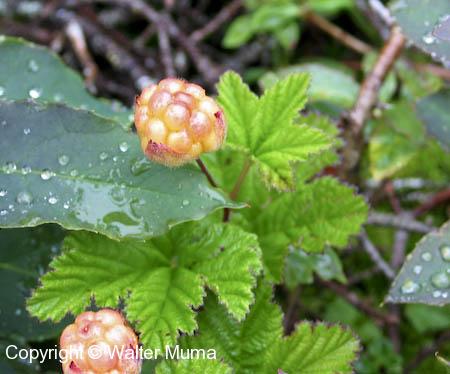 Baked-apple Berry (Rubus chamaemorus)
