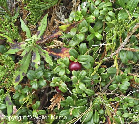 Bearberry (Arctostaphylos uva-ursi) berries