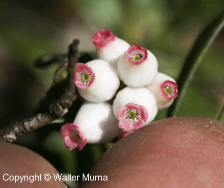 Bearberry (Arctostaphylos uva-ursi) flowers