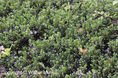Bearberry (Arctostaphylos uva-ursi) plants
