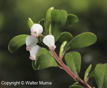 Bearberry (Arctostaphylos uva-ursi) flowers