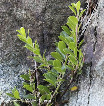 Bearberry (Arctostaphylos uva-ursi) leaves