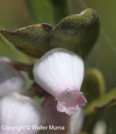 Bearberry (Arctostaphylos uva-ursi) flower