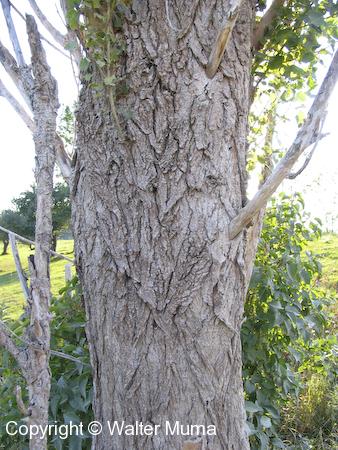Lombardy Poplar (Populus nigra) bark