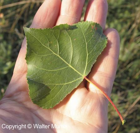 Lombardy Poplar (Populus nigra) leaf