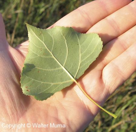 Lombardy Poplar (Populus nigra) leaf