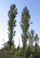 Lombardy Poplar (Populus nigra)