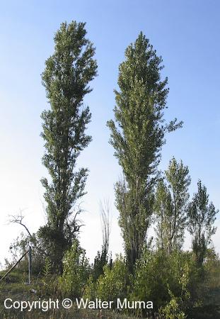 Lombardy Poplar (Populus nigra) trees