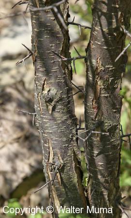 Canada Plum (Prunus nigra)