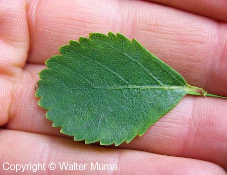 Dwarf Birch (Betula pumila)