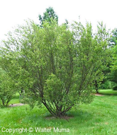 Dwarf Birch (Betula pumila)