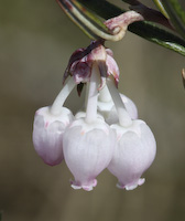 Rosemary, Bog (Andromeda polifolia) flowers