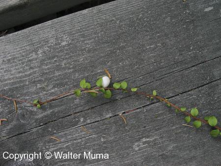 Creeping Snowberry (Gaultheria hispidula) plant