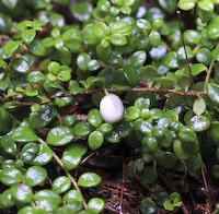 Snowberry, Creeping (Gaultheria hispidula)