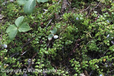 Creeping Snowberry (Gaultheria hispidula) plants