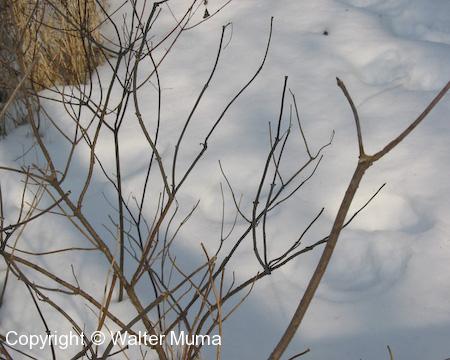 Common Elderberry (Sambucus nigra) stems in winter