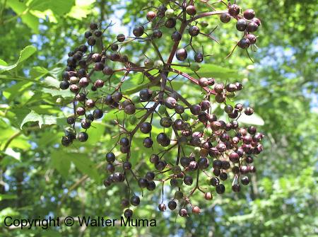 Common Elderberry (Sambucus nigra) fruit