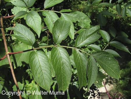 Common Elderberry (Sambucus nigra) leaf