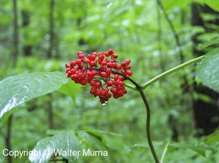 Red-berried Elderberry (Sambucus racemosa) ripe berries