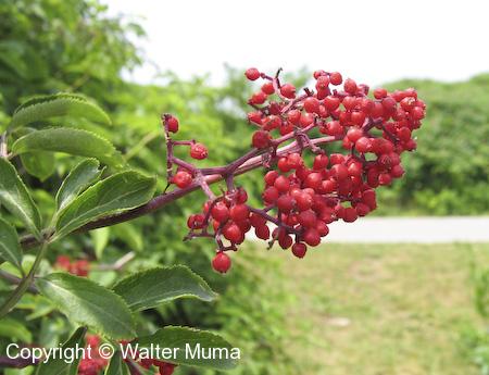 Red-berried Elderberry (Sambucus racemosa)