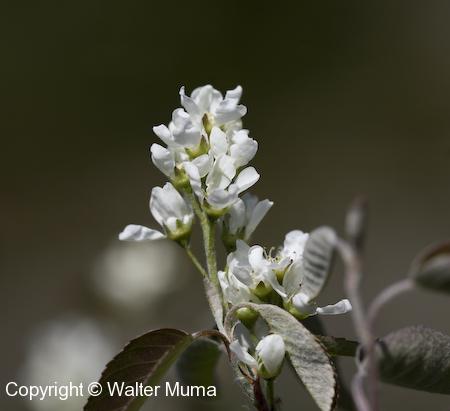 Low Serviceberry (Amelanchier humilis) flowers