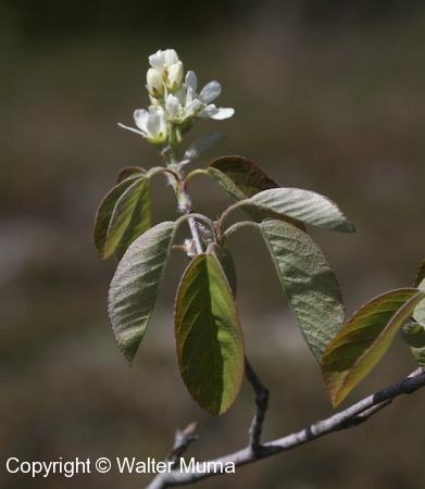 Low Serviceberry (Amelanchier humilis) flowers and leaves