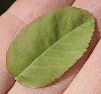 Serviceberry, Low (Amelanchier humilis)