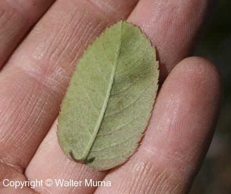 Low Serviceberry (Amelanchier humilis) leaf