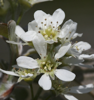 Serviceberry, Low (Amelanchier humilis) flowers