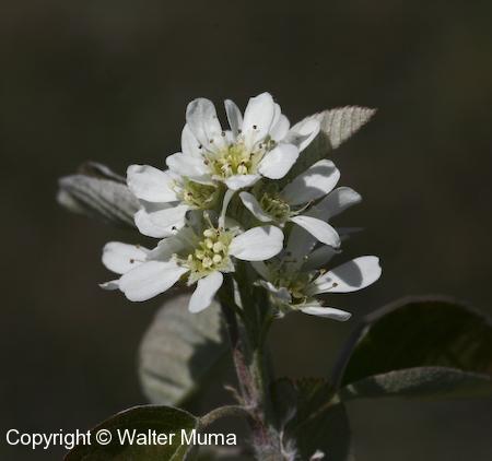 Low Serviceberry (Amelanchier humilis) flowers