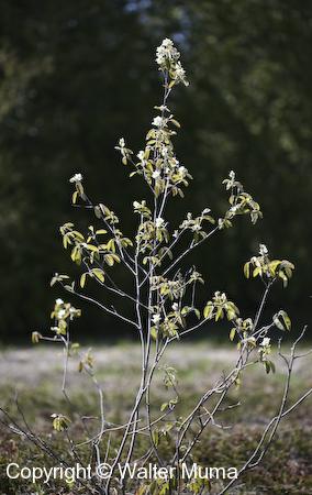 Low Serviceberry (Amelanchier humilis) shrub