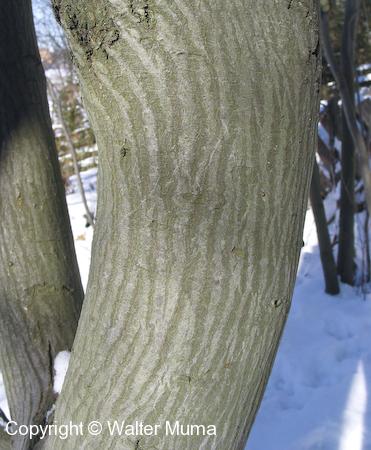 Downy Serviceberry (Amelanchier arborea) trunk