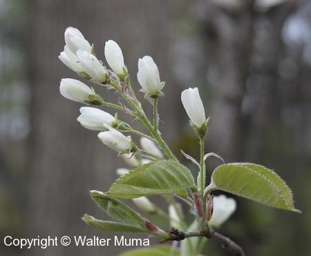 Downy Serviceberry (Amelanchier arborea) flowers
