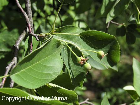 Downy Serviceberry (Amelanchier arborea) leaves