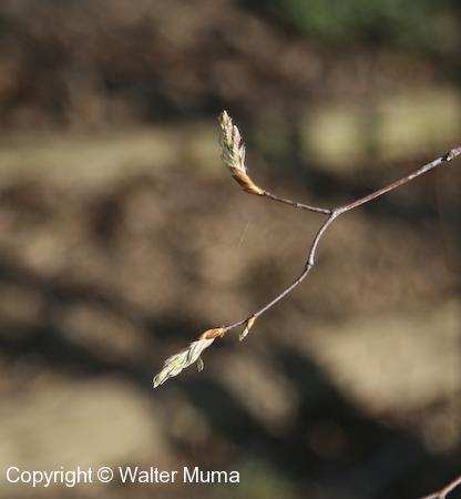 Downy Serviceberry (Amelanchier arborea) buds