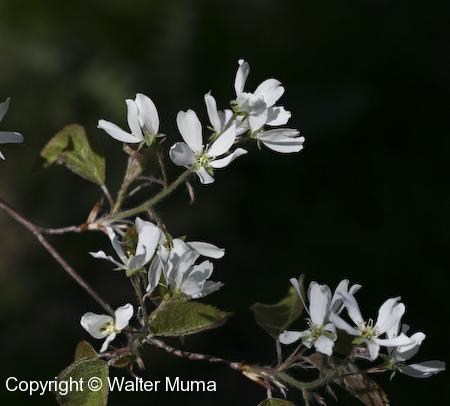 Downy Serviceberry (Amelanchier arborea) flowers